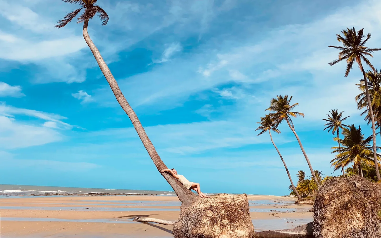 Coqueiro na praia no trajeto via praia para Jericoacoara